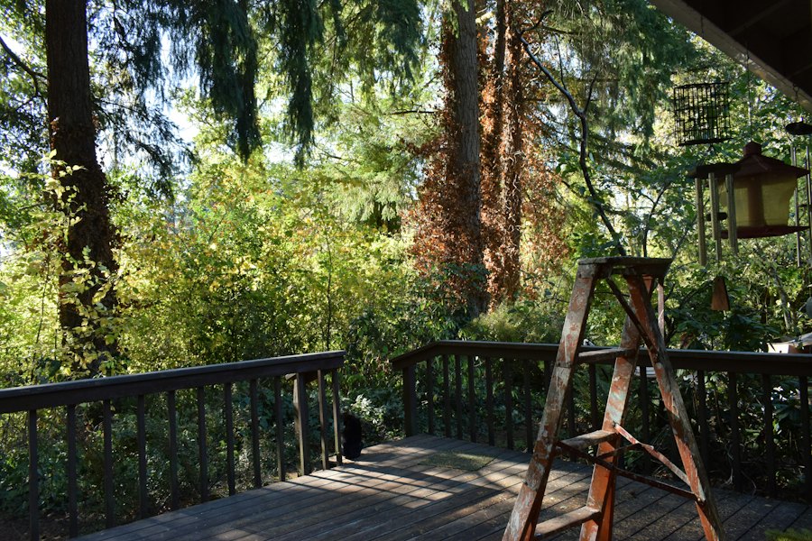 Wooden deck surrounded by trees